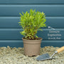 Euphorbia 'Ascot Rainbow' Perennial Bedding