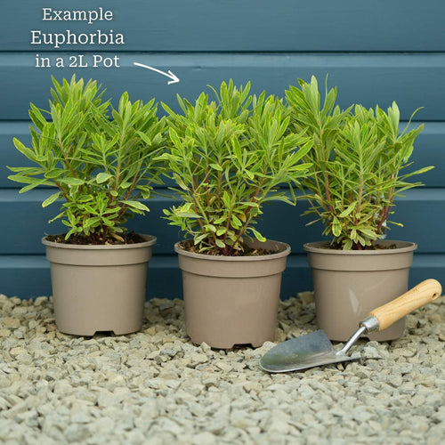 Euphorbia 'Ascot Rainbow' Perennial Bedding