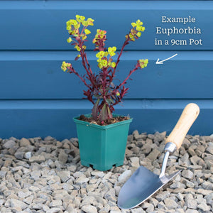 Euphorbia 'Ascot Rainbow' Perennial Bedding