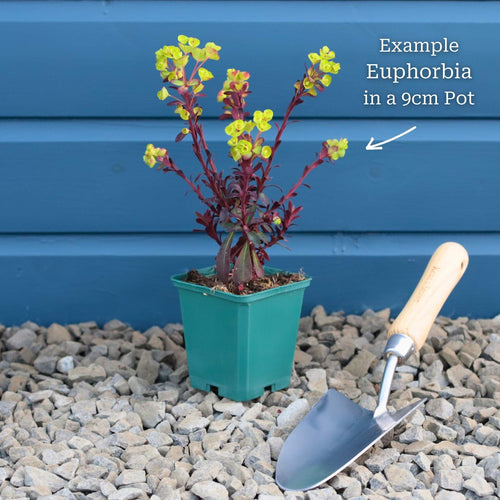 Euphorbia 'Ascot Rainbow' Perennial Bedding