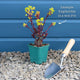 Euphorbia 'Ascot Rainbow' Perennial Bedding