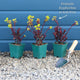Euphorbia 'Ascot Rainbow' Perennial Bedding