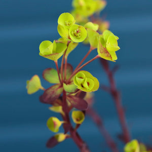 Euphorbia 'Miners Merlot' Perennial Bedding