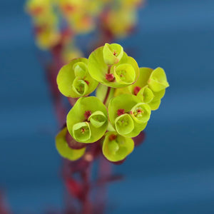 Euphorbia 'Miners Merlot' Perennial Bedding