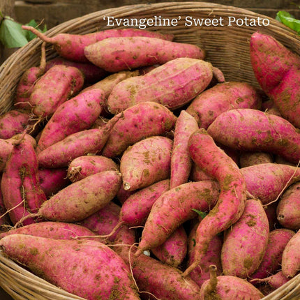 Best Sweet Potato Plants | Grower's Choice Vegetables