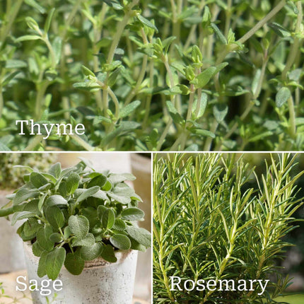 Evergreen Herb Collection Vegetables
