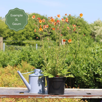 Geums Are Forever Collection Perennial Bedding