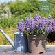 Catmint 'Purrsian Blue' | Nepeta Perennial Bedding