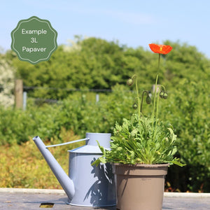 Papaver Orientalis 'Beauty of Livermere' Perennial Bedding