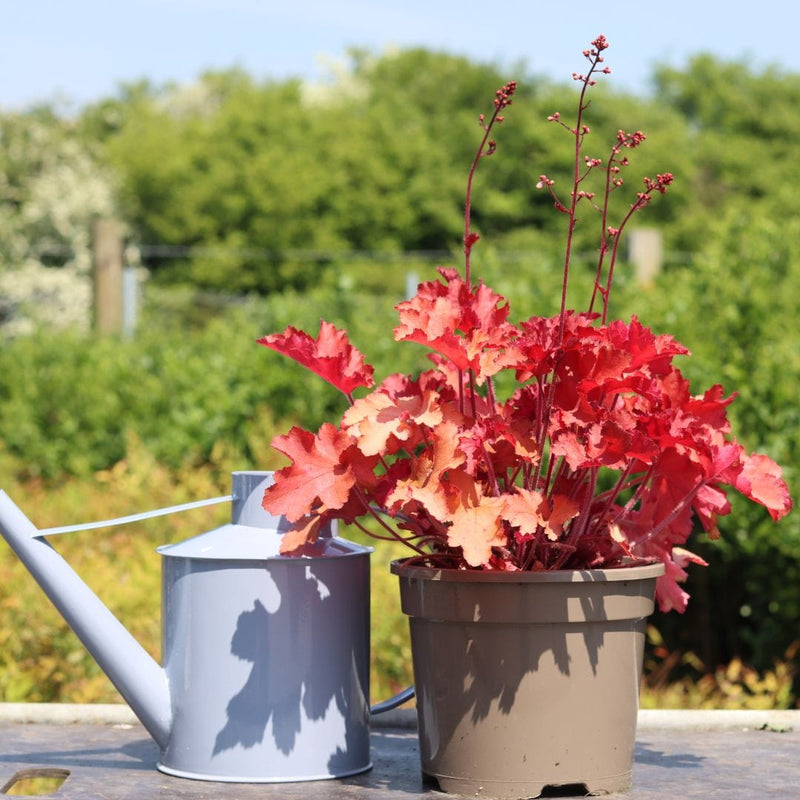 Heucherella 'Red Rover' Perennial Bedding