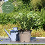 Hosta 'Patriot' Perennial Bedding