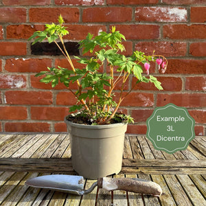 Bleeding Heart Plant 'Spectabilis Alba' | Dicentra Perennial Bedding