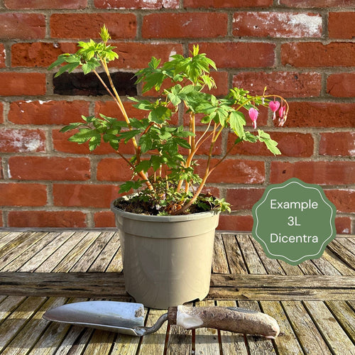 Bleeding Heart Plant 'Spectabilis Valentine' | Dicentra Perennial Bedding