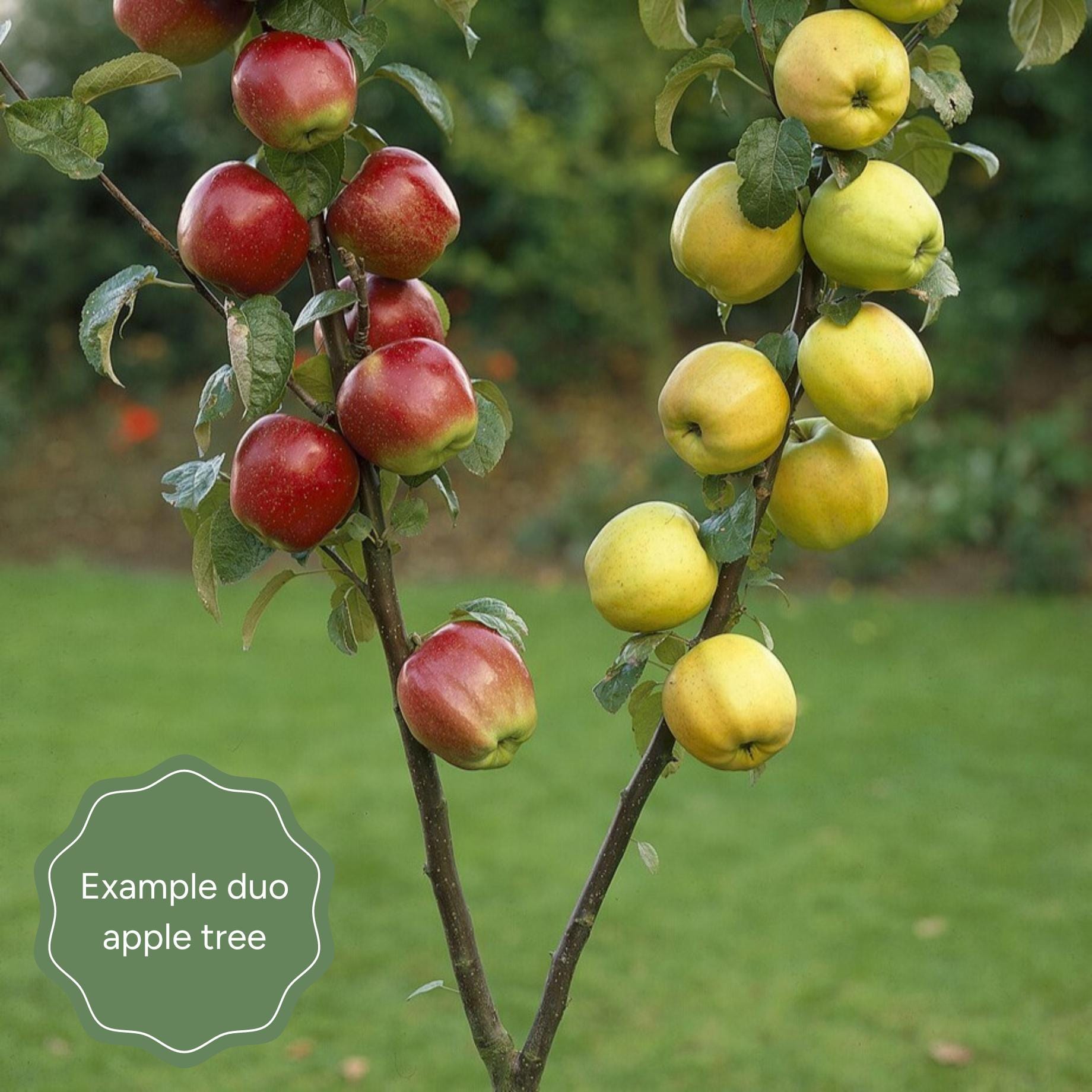 Apple Key Tree Two Family & Duo Fruit Trees: UK Grown – Roots Plants