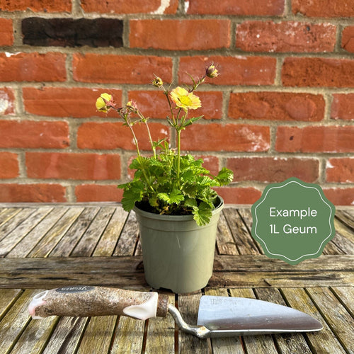 Geum 'Totally Tangerine' Perennial Bedding
