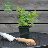 Chef's Best Herb Collection Vegetables