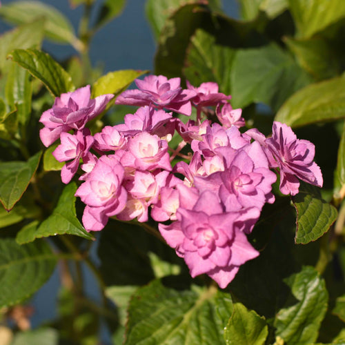 Hydrangea macrophylla 'Expression' Shrubs