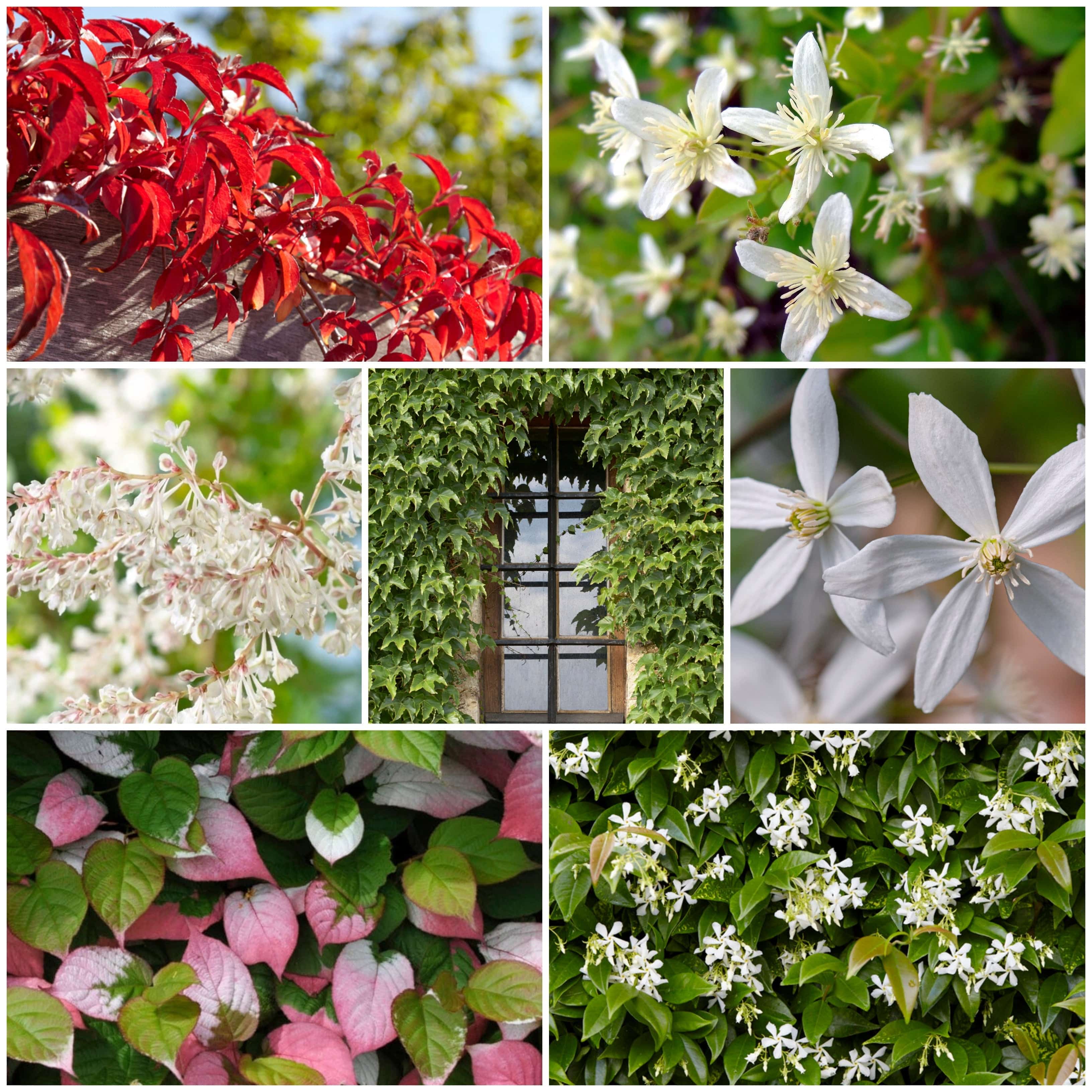 Fast discount growing climbers