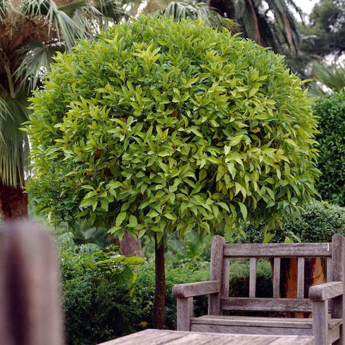 Orange and Lemon Trees | Perfect Partners Fruit Trees