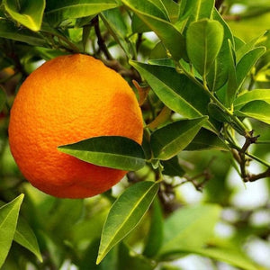 Patio Citrus Collection Soft Fruit