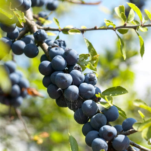 'Southampton Selection' Sloe Tree Fruit Trees