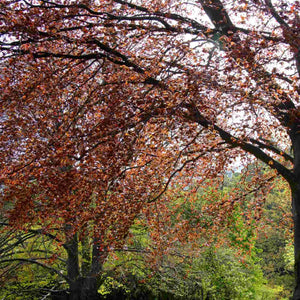 Copper Beech Tree | Fagus sylvatica 'Atropunicea' Ornamental Trees