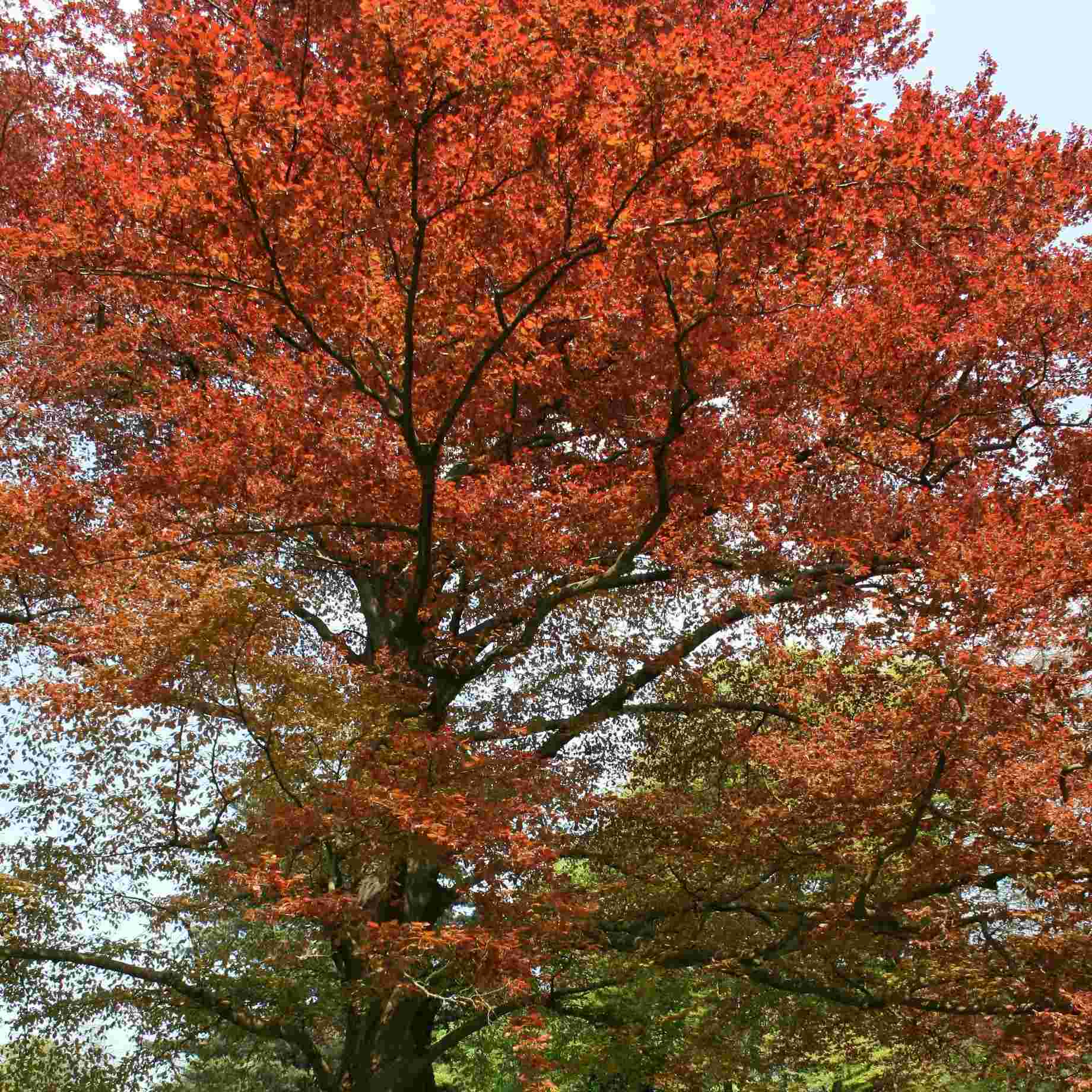 Copper Coin Tree Copper Beech Tree | Fagus sylvatica 'Atropunicea' – Roots Plants