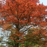Copper Beech Tree | Fagus sylvatica 'Atropunicea' Ornamental Trees