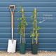 Russian Vine | Fallopia baldschuanicum Climbing Plants