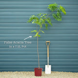'Pink Cascade' False Acacia Tree | Robinia pseudoacacia Ornamental Trees