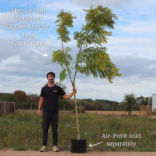 Golden False Acacia | Robinia pseudoacacia 'Frisia' Ornamental Trees