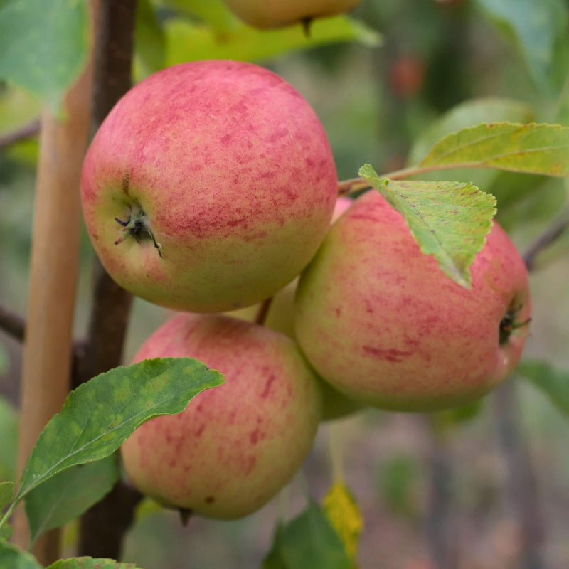 'Falstaff' Apple Tree Fruit Trees
