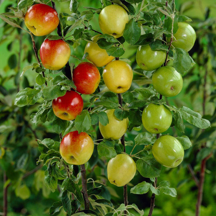 Rare Color Appels Rare Apple Varieties: UK’s Best Heritage Apples – Roots Plants