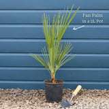 Hardy Fan Palm | Chamaerops humilis Shrubs