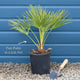 Hardy Fan Palm | Chamaerops humilis Shrubs