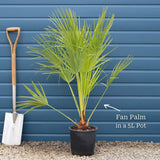 Hardy Fan Palm | Chamaerops humilis Shrubs