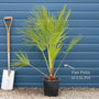 Hardy Fan Palm | Chamaerops humilis Shrubs