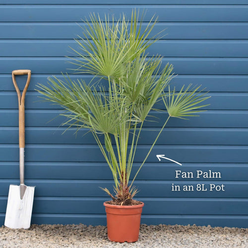 Hardy Fan Palm | Chamaerops humilis Shrubs