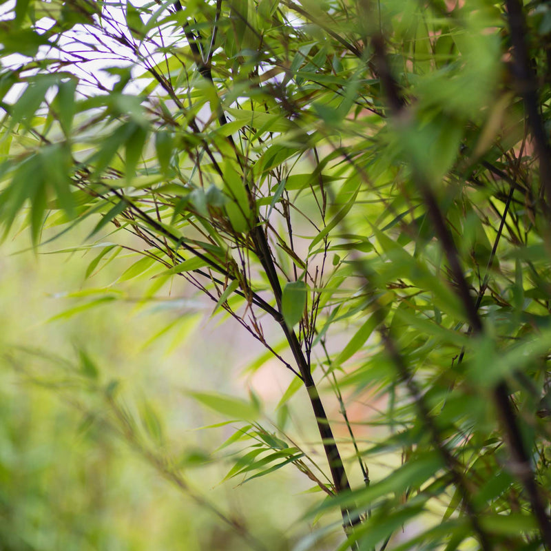 Clumping Black Bamboo | Fargesia nitida 'Black Pearl' Ornamental Trees