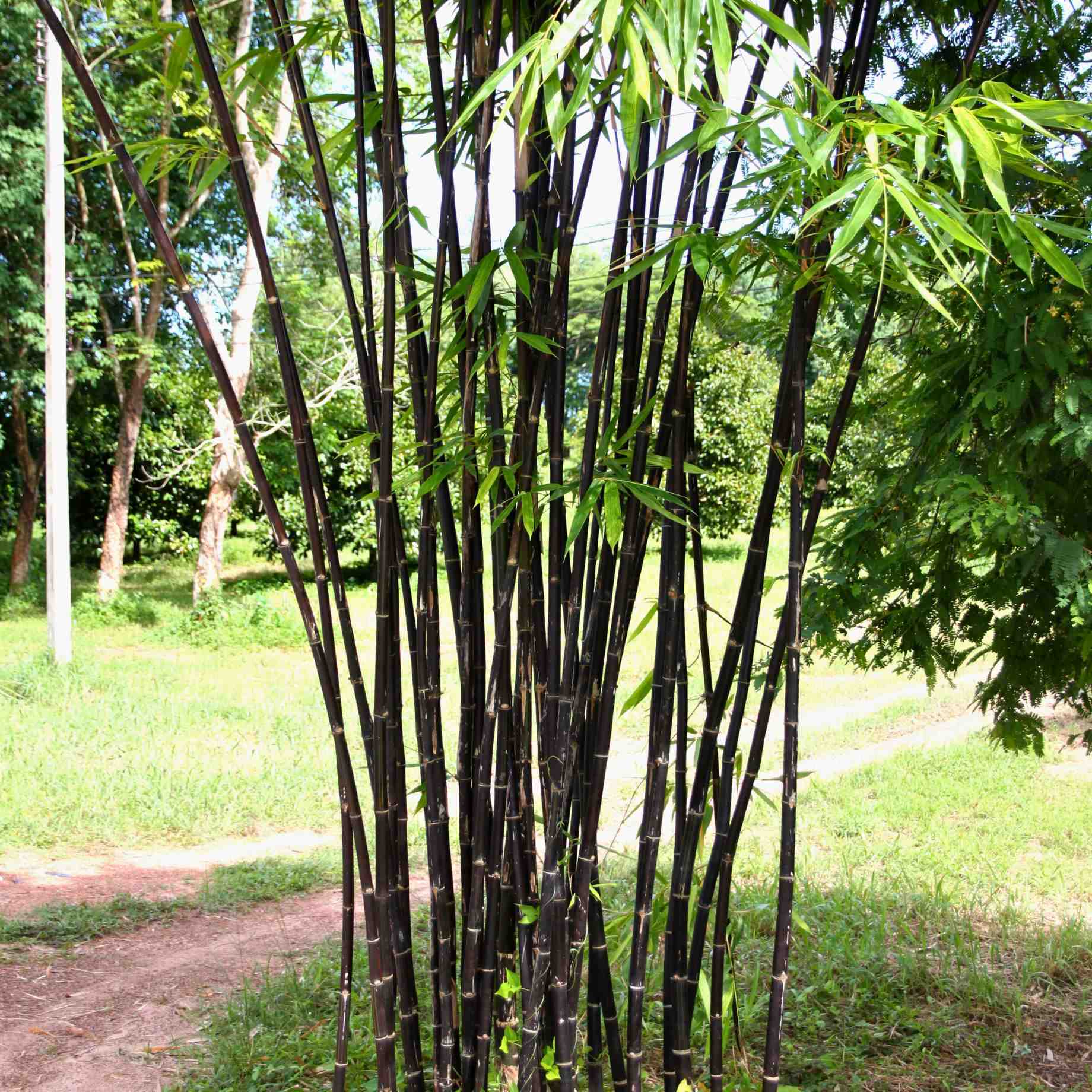 Clumping Black Bamboo | Fargesia nitida 'Black Pearl'