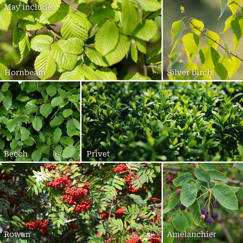 Fast Growing Evergreen Hedging Wildlife Mix | Growers' Choice Shrubs
