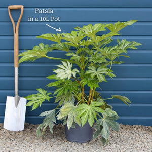 Fatsia japonica 'Spiders Web'® Shrubs