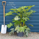 Fatsia japonica 'Spiders Web'® Shrubs