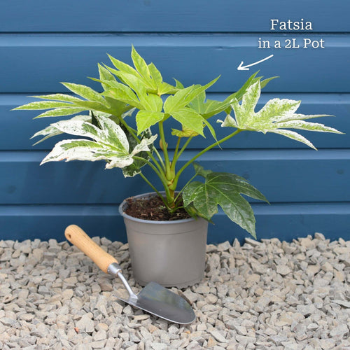 Fatsia japonica 'Spiders Web'® Shrubs