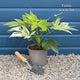 Fatsia japonica 'Spiders Web'® Shrubs