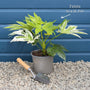 Fatsia japonica 'Spiders Web'® Shrubs