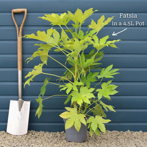 Fatsia japonica Shrubs