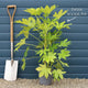 Fatsia japonica Shrubs