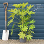 Fatsia japonica Shrubs