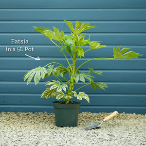 Fatsia japonica Shrubs